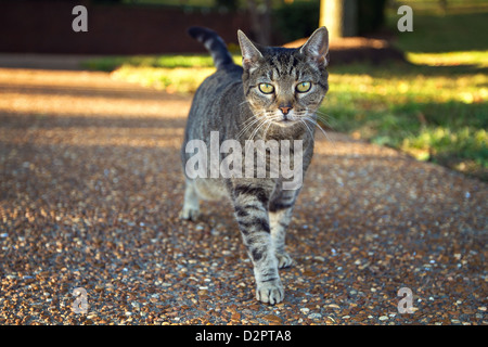 A cute gray cat walks toward the camera Stock Photo