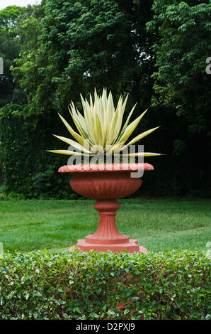 Potted plant in a botanical garden, Lal Bagh Botanical 