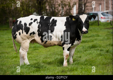 British Blue beef cow in field, showing double muscle at its rear end ...