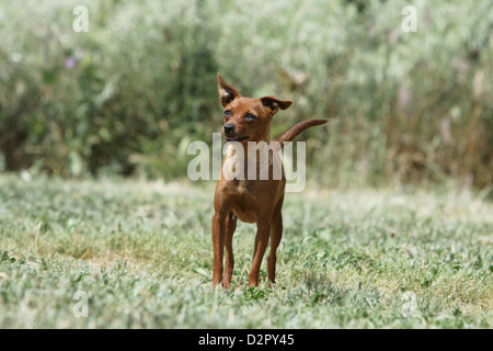 Prazsky krysarik, Prague Ratter (Canis lupus f. familiaris), three ...