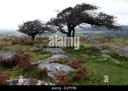 Two windswept trees, near Hexworthy, Dartmoor, Devon, England, United Kingdom, Europe Stock Photo