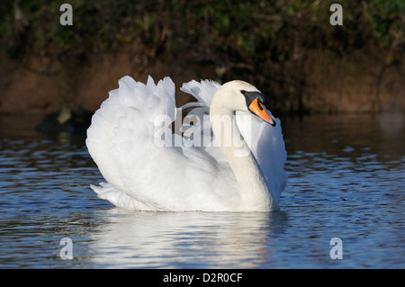 Mute Swan - Cygnus olor Cob Stock Photo