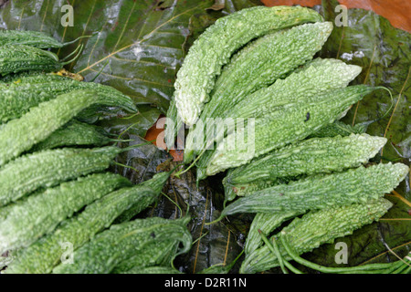 Momordica charantia tropical and subtropical vine of the family Cucurbitaceae, Myanmar Stock Photo