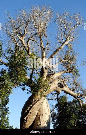 Baobab tree from Madagascar Stock Photo - Alamy