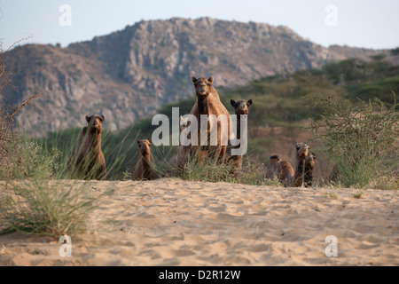 Herd of camels Stock Photo