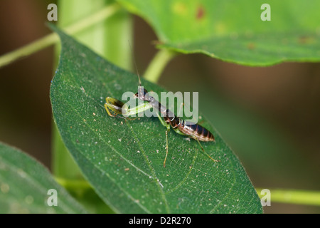 Asian Ant Mantis (Odontomantis planiceps). In its nymph stages this small mantis mimics and feeds on ants. Stock Photo
