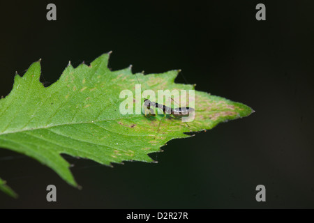 Asian Ant Mantis (Odontomantis planiceps). In its nymph stages this small mantis mimics and feeds on ants. Stock Photo