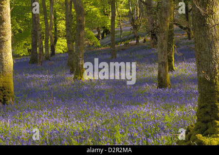 Bluebells in Carstramon Wood, Dumfries and Galloway, Scotland, United Kingdom, Europe Stock Photo