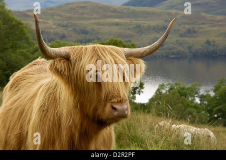 Highland cattle above Loch Katrine, Loch Lomond and Trossachs National Park, Stirling, Scotland, United Kingdom, Europe Stock Photo