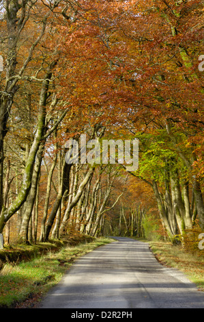 Avenue of beech trees, near Laurieston, Dumfries and Galloway, Scotland, United Kingdom, Europe Stock Photo