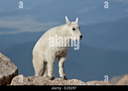 Mountain goat (Oreamnos americanus) kid, Mount Evans, Arapaho-Roosevelt National Forest, Colorado, USA Stock Photo