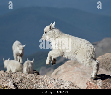 Mountain goat (Oreamnos americanus) kid jumping, Mount Evans, Arapaho-Roosevelt National Forest, Colorado, USA Stock Photo