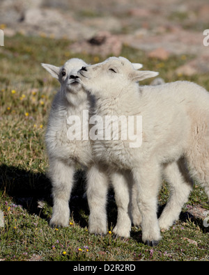 Two mountain goat (Oreamnos americanus) kids playing, Mount Evans, Arapaho-Roosevelt National Forest, Colorado, USA Stock Photo