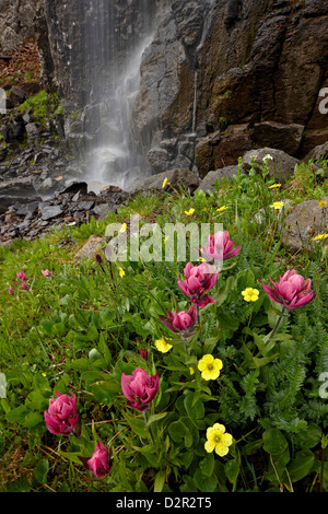Rosy paintbrush (Castilleja rhexifolia) and Alpine avens (Acomastylis rossii turbinata), San Juan National Forest, Colorado, USA Stock Photo