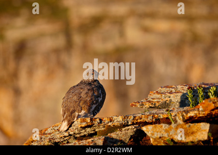 White-tailed ptarmigan (Lagopus leucurus) in summer plumage, San Juan National Forest, Colorado, USA Stock Photo