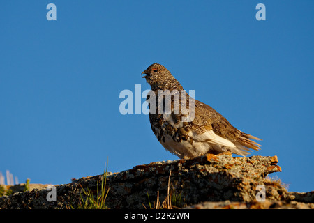 White-tailed ptarmigan (Lagopus leucurus) in summer plumage, San Juan National Forest, Colorado, USA Stock Photo