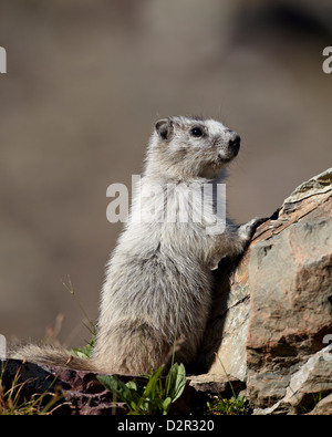 Hoary marmot (Marmota caligata), Glacier National Park, Montana, United States of America, North America Stock Photo