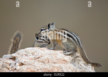 Two least chipmunk (Tamias minimus), Custer State Park, South Dakota, United States of America, North America Stock Photo