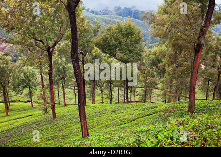Tea plantations in Munnar, Kerala, India, Asia Stock Photo