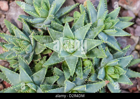 Short-leaved Aloe, Kortbladig aloe (Aloë brevifolia) Stock Photo