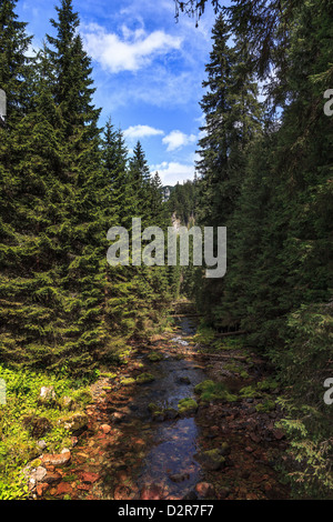 Mountain brook in the Tatras, Poland. Stock Photo