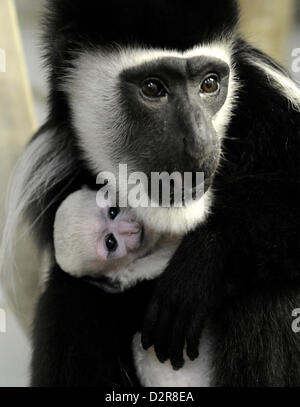 Usti nad Labem, Czech Republic. 31st January 2013. Sarka, a female mantled guereza (Colobus guereza) holds her baby who came to the world in January at the zoological garden in Usti nad Labem. The infant has no name yet because its gender has not been determined. Guereza, a monkey of the genus Colobus, is native to much of west central and east Africa. (CTK Photo/Libor Zavoral/Alamy live news) Stock Photo