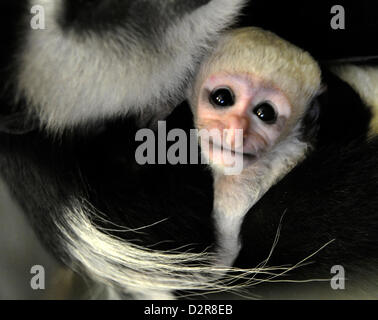 Usti nad Labem, Czech Republic. 31st January 2013. Sarka, a female mantled guereza (Colobus guereza) holds her baby who came to the world in January at the zoological garden in Usti nad Labem. The infant has no name yet because its gender has not been determined. Guereza, a monkey of the genus Colobus, is native to much of west central and east Africa. (CTK Photo/Libor Zavoral/Alamy live news) Stock Photo