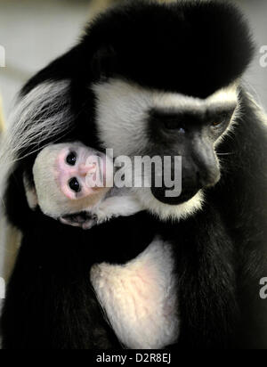 Usti nad Labem, Czech Republic. 31st January 2013. Sarka, a female mantled guereza (Colobus guereza) holds her baby who came to the world in January at the zoological garden in Usti nad Labem. The infant has no name yet because its gender has not been determined. Guereza, a monkey of the genus Colobus, is native to much of west central and east Africa. (CTK Photo/Libor Zavoral/Alamy live news) Stock Photo