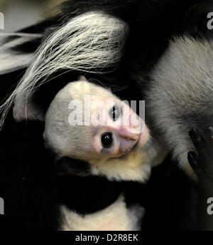 Usti nad Labem, Czech Republic. 31st January 2013. Sarka, a female mantled guereza (Colobus guereza) holds her baby who came to the world in January at the zoological garden in Usti nad Labem. The infant has no name yet because its gender has not been determined. Guereza, a monkey of the genus Colobus, is native to much of west central and east Africa. (CTK Photo/Libor Zavoral/Alamy live news) Stock Photo