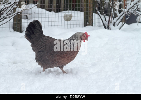 Silver grey dorking pure breed chicken waking in snow. UK January 2013 Stock Photo