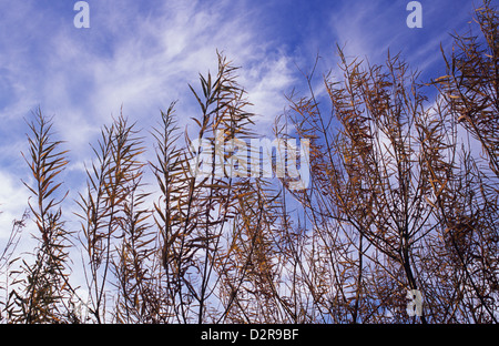 Chamerion augustifolium, Rosebay willowherb, Brown. Stock Photo