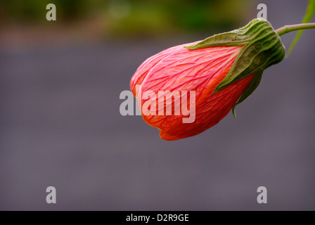 Flowering maple - Abutilon (South America). Stock Photo