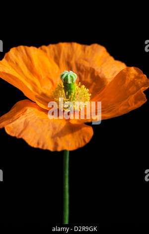 Papaver croceum, Papaver nudicaule, Poppy, Icelandic poppy, Orange, Black. Stock Photo