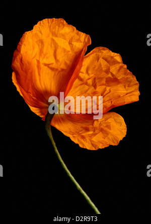 Papaver croceum, Papaver nudicaule, Poppy, Icelandic poppy, Orange, Black. Stock Photo