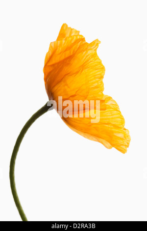 Papaver croceum, Papaver nudicaule, Poppy, Icelandic poppy, Orange, White. Stock Photo