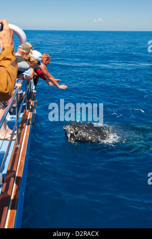 Humpback whale (Megaptera novaeangliae) watching in Harvey Bay, Queensland, Australia, Pacific Stock Photo