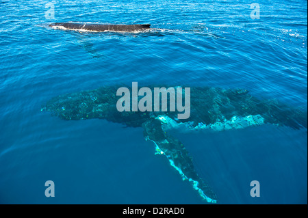 Humpback whale (Megaptera novaeangliae) in Harvey Bay, Queensland, Australia, Pacific Stock Photo