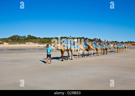 Camels on Cable Beach, Broome, Australia Stock Photo