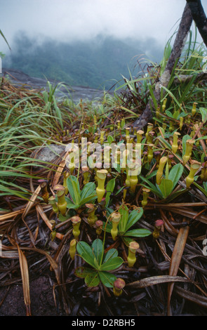 Nepenthes Pervillei, Pitcher plant, Green. Stock Photo