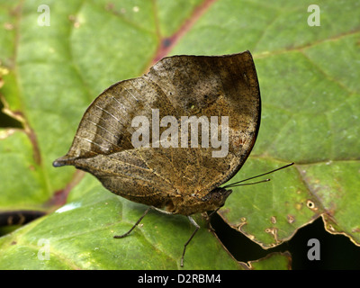 Orange Oakleaf or Dead leaf Butterfly Kallima Inachus Stock Photo