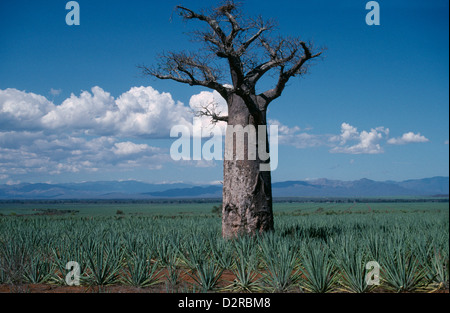 Adansonia digitata, Baobab tree in Madagascar Stock Photo