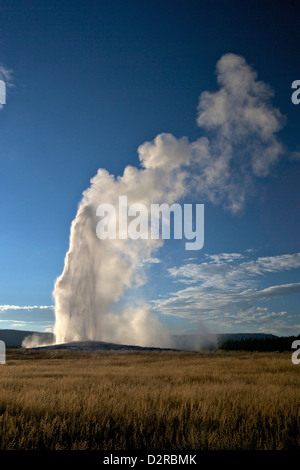 Old Faithful Geyser erupting in summer evening light, Yellowstone National Park, Wyoming, USA Stock Photo