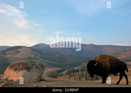 Bison and Mount Washburn in early morning light, Yellowstone National Park, Wyoming, USA Stock Photo