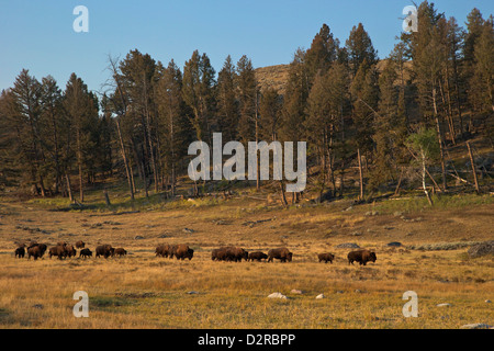 Bison herd in early morning sun, Lamar Valley, Yellowstone National Park, Wyoming, USA Stock Photo