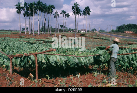 West Indies, Caribbean, Cuba, Pinar del Rio, Tobacco plantation, Nicotiana tabacum, Tobacco, Green. Stock Photo