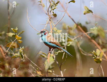 Red cheeked cordon bleu calling from bush in The Gambia Stock Photo