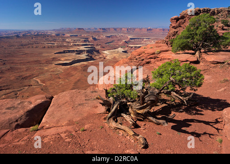 Green River Overlook, Canyonlands National Park, Utah, United States of America, North America Stock Photo