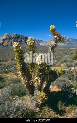 Yucca brevifolia, Joshua tree, Green. Stock Photo