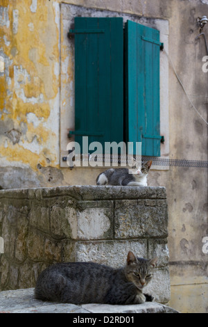 Cats in the Old Town, Kotor, Montenegro, Europe Stock Photo