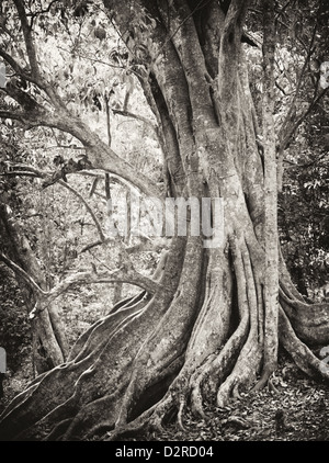 Chengal Tree Roots Big Tree Roots System of The Tree Growing and Branching on The Ground ...